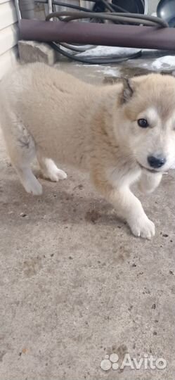 Щенок в добрые руки бесплатно