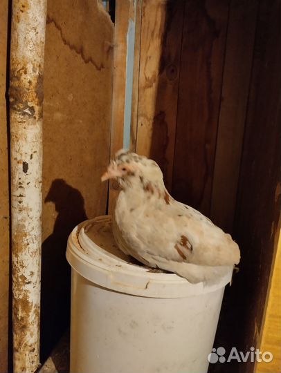 Куры бентамка