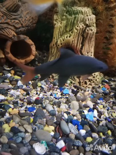 Аквариумные рыбки