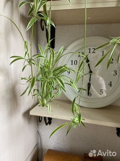 Хлорофитум