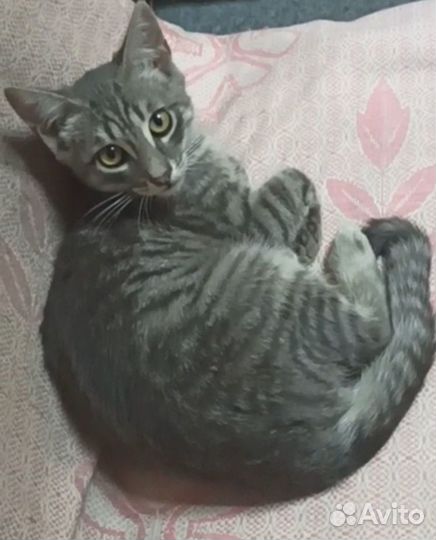 Котенок ищет дом