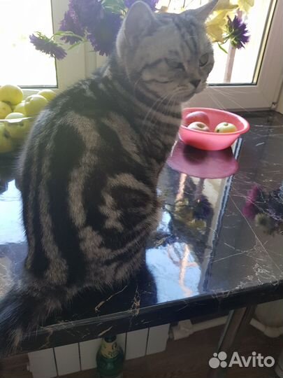 Кошка вязка