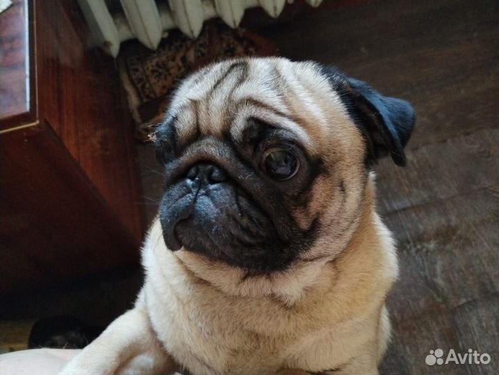 Щенки мопса