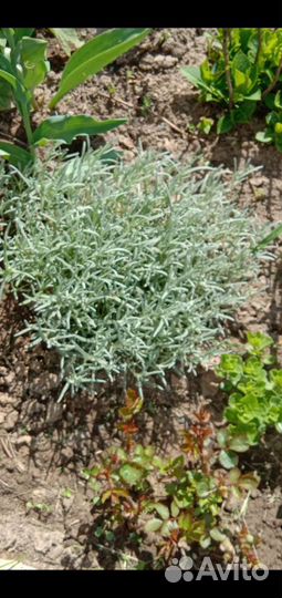 Низкорослые многолетники