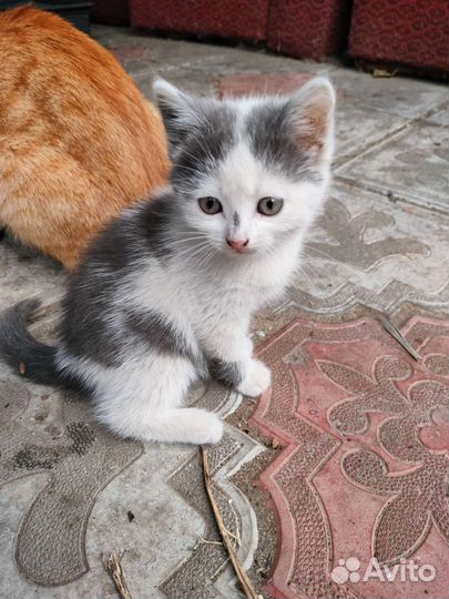 Кошка в дар