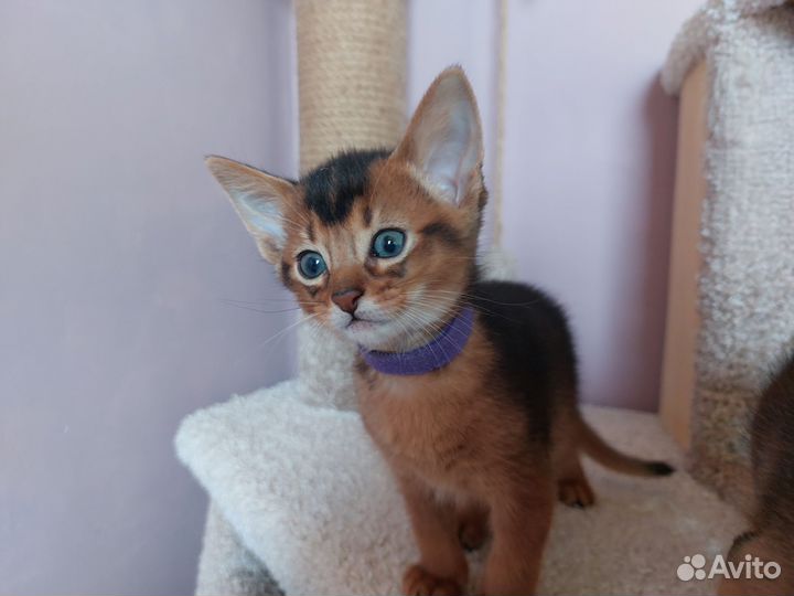 Абиссинские котята