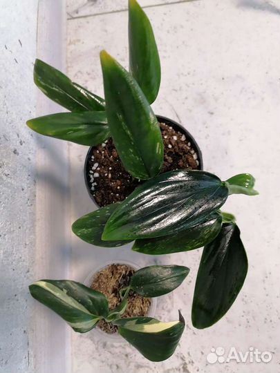 Филодендроны