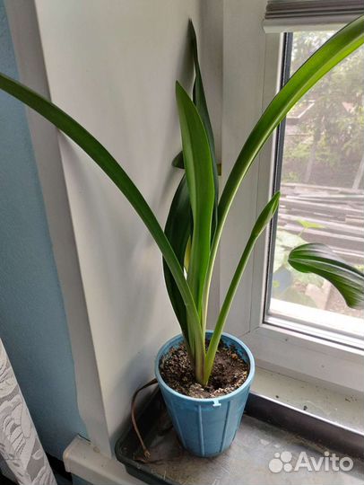 Гиппиаструм