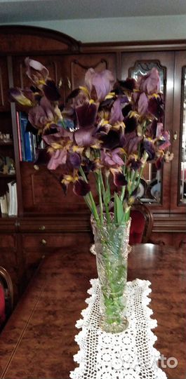 Ирисы бородатые сортовые