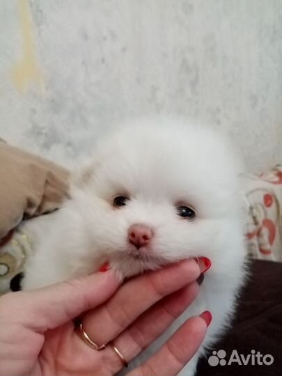 Шпицы мимишки