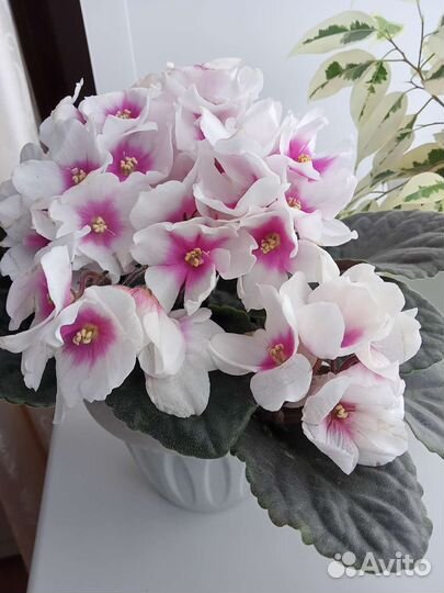 Сортовые фиалки