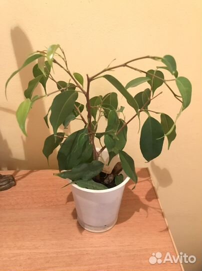 Фикус бенджамина