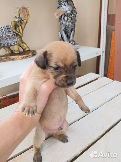 Отдам щенка в добрые руки