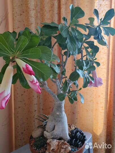 Адениум привитый