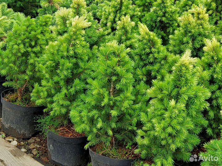 Ель канадская Дейзи Уайт, с2