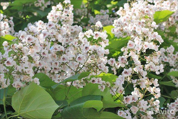 Катальпа Овата