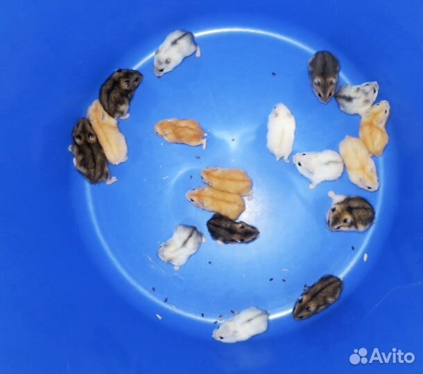 Джунгарские хомячки разных окрасов