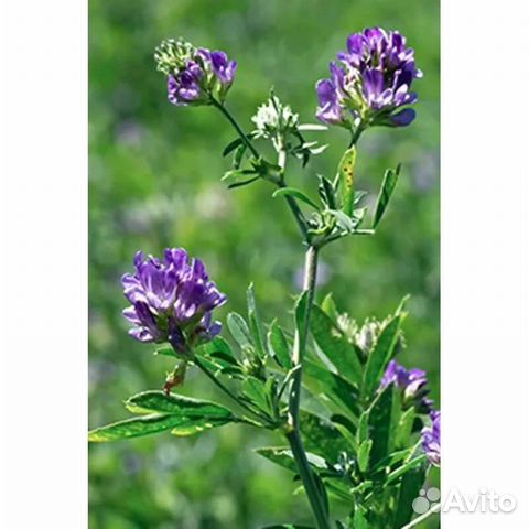 Семена люцерны