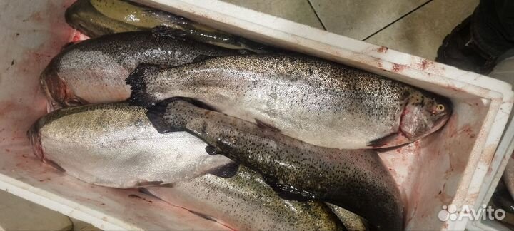 Форель с икрой крупные морская доставка до дверей