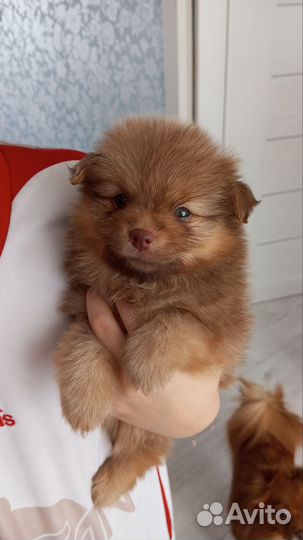 Продам шпица