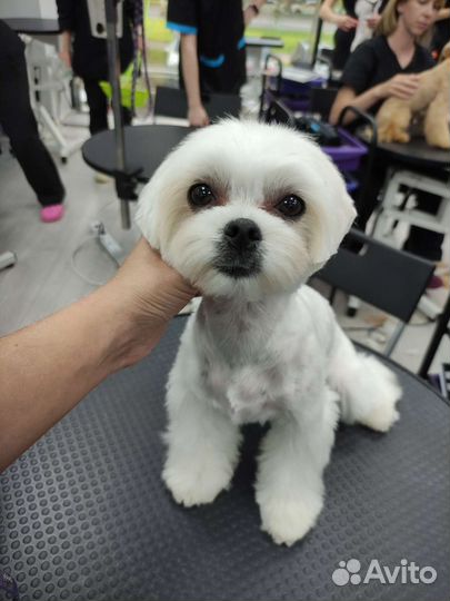 Грумер. Стрижка собак