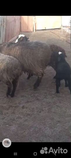 Баран 2 ярки и 2 ягнёнка
