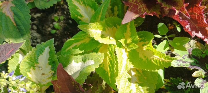 Колеус(крапивка)