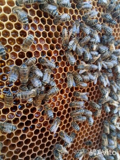 Продажа пчёл