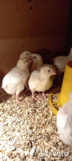 Бройлер кооб500/рос308