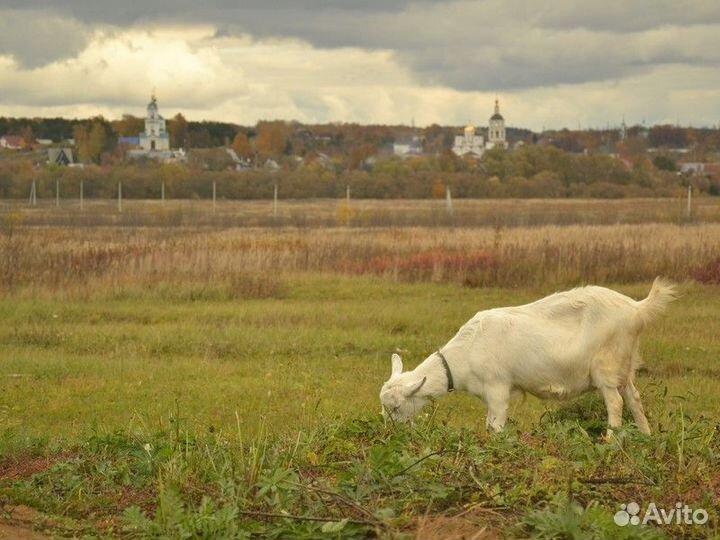 Боровск Топ-Экскурсия Исторические приключения в Б