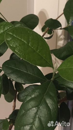 Фейхоа деревце