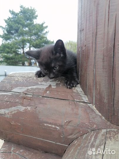 Котята 1,5 месяца