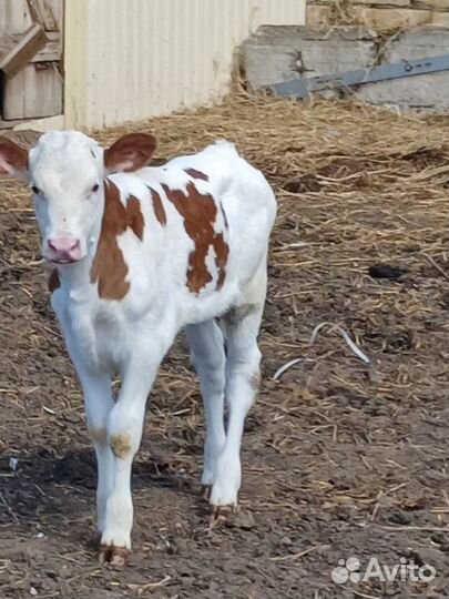Телка 2 месяца