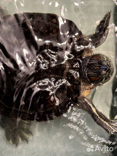 Красноухая черепаха с аквариумом