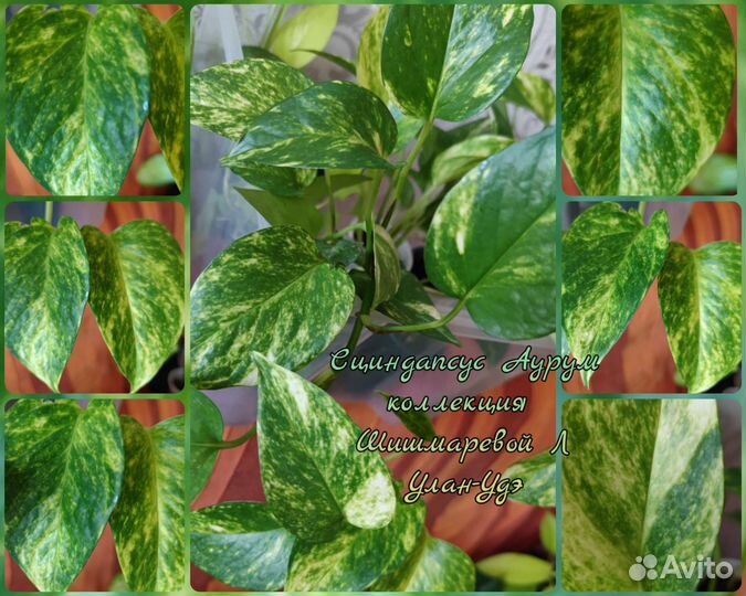 Декоративно-лиственное растение