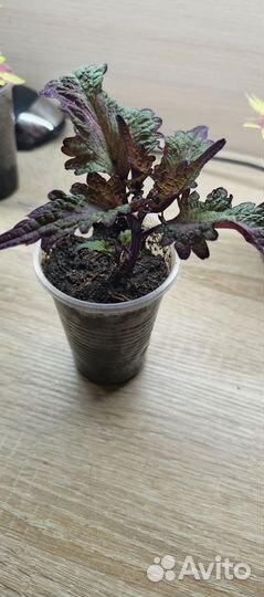 Колеусы сортовые