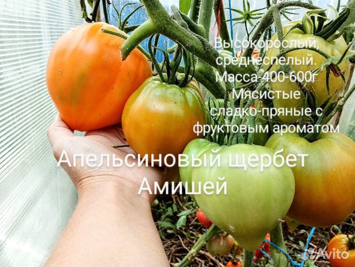 Семена сортовых томатов