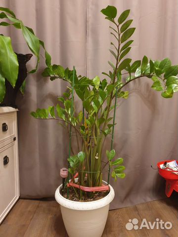 Цветок замиокулькас