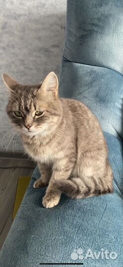 Кошка