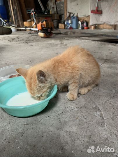 Рыжий котенок, девочка