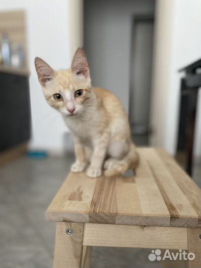 Котенок ищет дом
