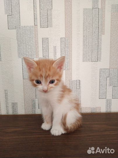 Кошка в дар
