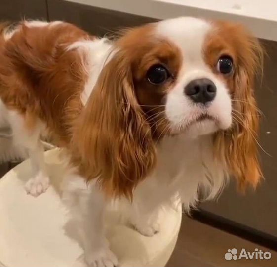 Щенки Cavalier King