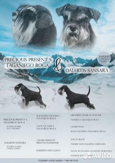 Цвергшнауцер