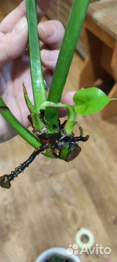 Комнатные цветы