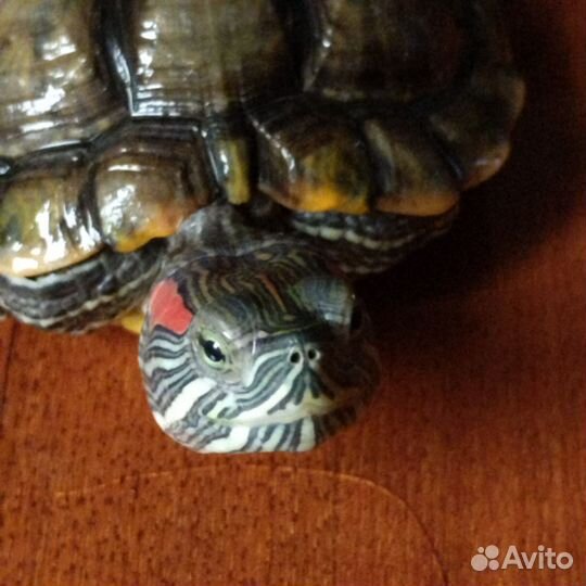 Красноухая черепаха