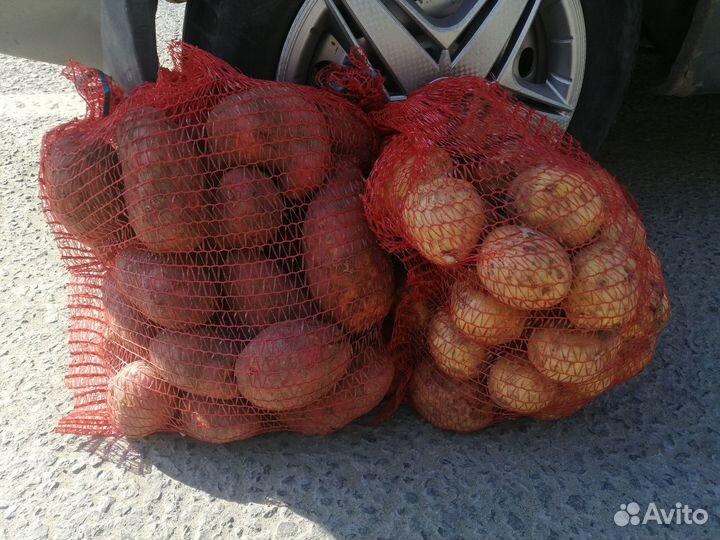 Картофель на еду 2023 свой огород, доставка