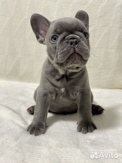 Французский бульдог лиловый