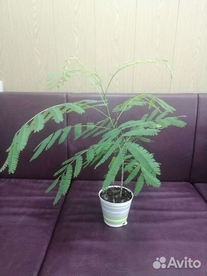 Альбиция ленкоранская