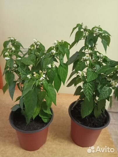 Перец комнатный острый